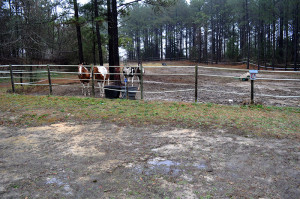 Jan 12 2015 horses in rain 2 - Copy